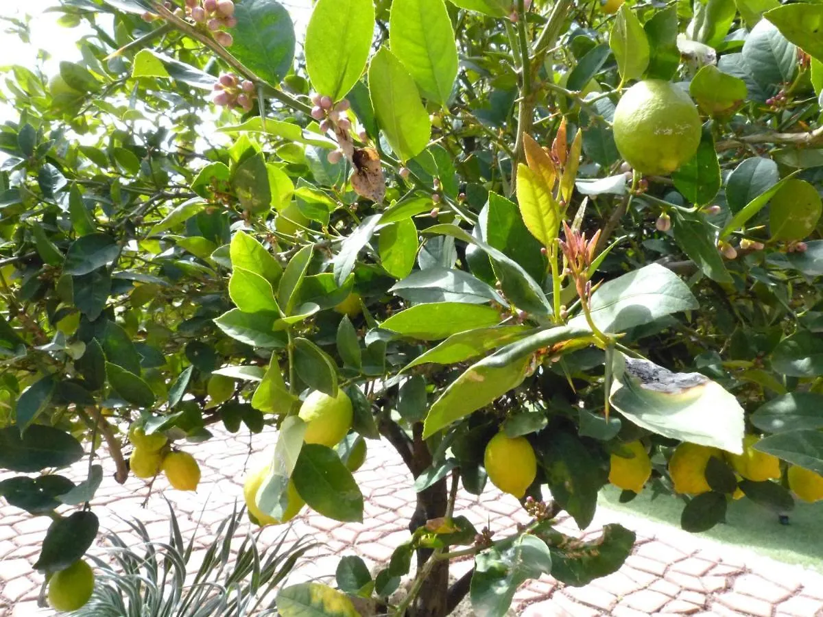 مبيت وإفطار فيلافلور Suncanarias Casa Tajinaste إسبانيا